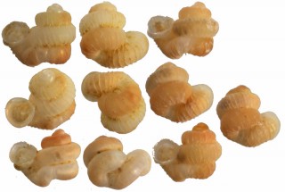 トウダカフクレエントツノタウチ (仮称) Opisthostoma sp. small