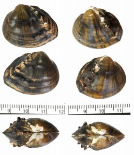 トゲセサキヌマガイ (仮称) Schistodesmus spinosus small