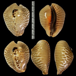 ニセネズミダカラ Muracypraea mus bicornis small