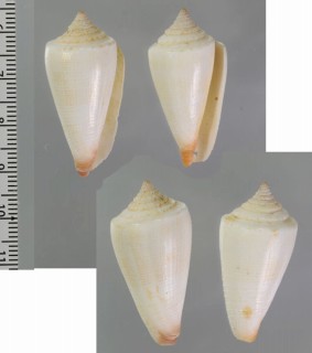 ツマグロメンネルイモ Conus furvus aegrotus small