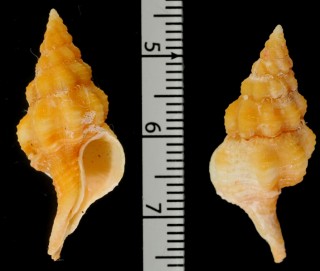 チビニシキニナ Fusolatirus nana small