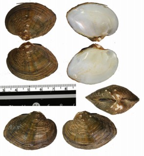 ウロコシナイシガイ (仮称) Acuticosta chinensis squammosus small