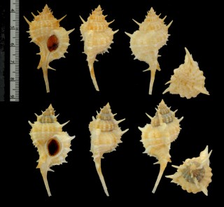 エヌカンツブリボラ (仮称) Siratus hennequini small