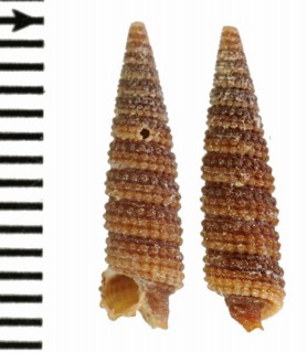 クロクリイロキリオレ Aclophora xystica