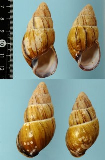 ニセトンプソンナガマイマイ (仮称) Thaumastus thompsonoides small
