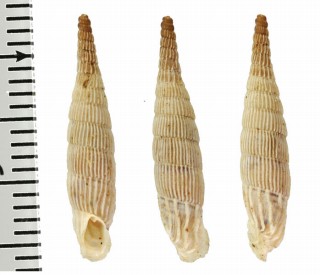 ドラカキスヒダトリアオギセル (仮称) Albinaria praeclara drakakisi small