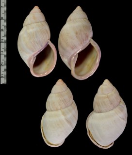 ホソムラサキマイマイの一種 未詳 Porphyrobaphe sp.