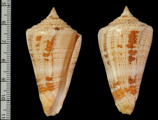 トガリホウセキミナシ Conus mappa granarius small