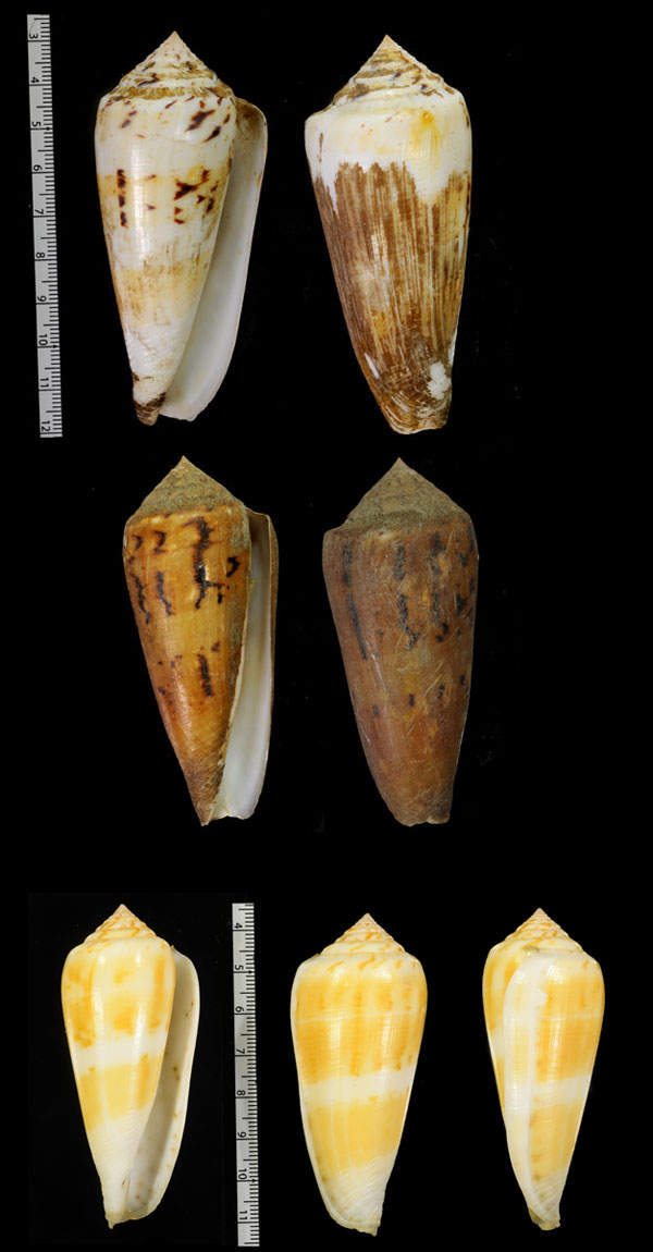 サラサヤキイモ Conus consors turschi small