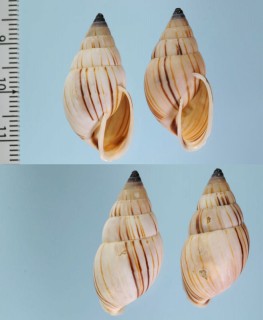 フトホソクチミミマイマイ (仮称) Anctus angiostomus small