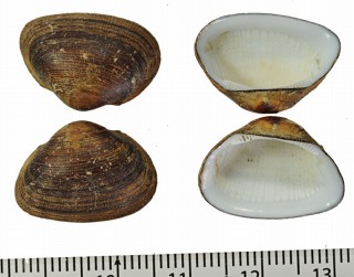ササゲミミエガイ Estellarca olivacea small