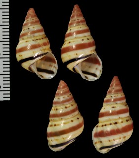アイマイトウガタマイマイの近似種 Leiostracus obliquus aff. small