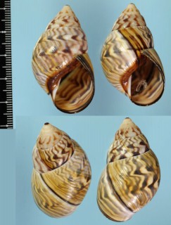 フクレブラジルサラサマイマイ (仮称) Orthalicus capax small