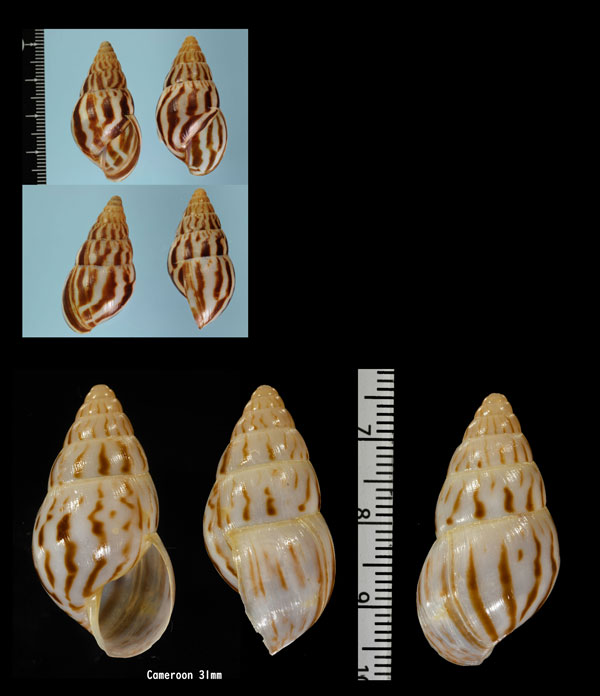 フェリナサラサマイマイ (仮称) Limicolaria felina small