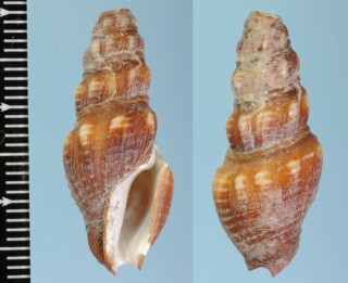 スミイロモミジボラ (仮称) Crassispira carbonaria