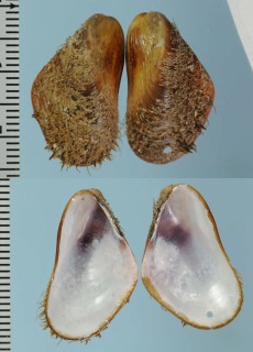 ヒゲヒバリガイ Modiolus barbatus small