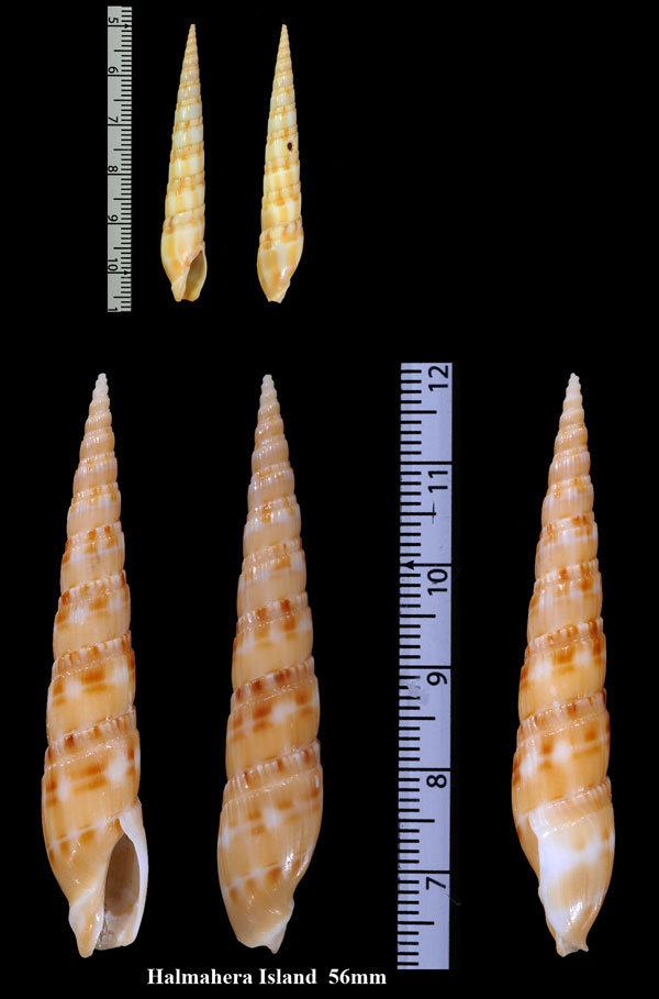 ミガキトクサ Duplicaria raphanula small