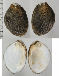 キヌメガマノセ (仮称) Lamprotula fibrosa small
