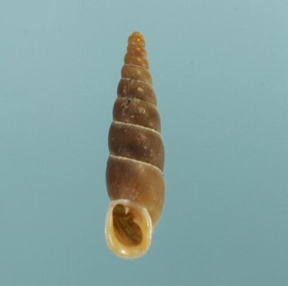 カパティナトランシルバニアギセル (仮称) Alopia subcosticollis vicina small