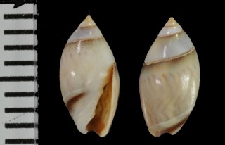 ベロームシボタル Olivella verreauxi