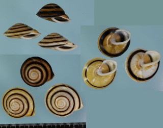 ジャノメココアマイマイモドキ (仮称) Caracolus marginelloides small