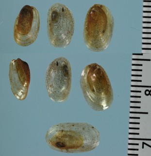 ミナスカワコザラ 未詳 Gundlachia sp. small