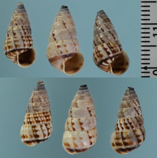クレルチヤマクチキレガイ (仮称) Macroceramus clerchi small