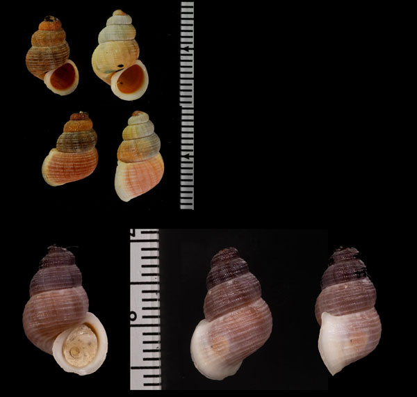 クチベニオカカニモリ Tudora fossor small