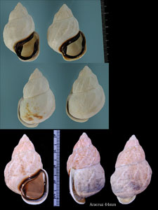 クチグロミミマイマイ Auris bilabiata melanostoma small