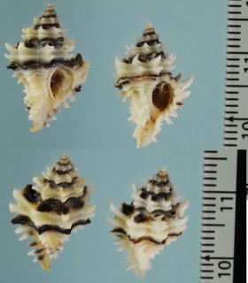 パナマツブリボラ Murexiella vittata small