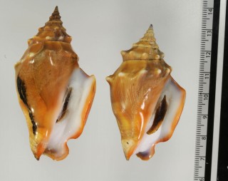 ニシノソデボラ Strombus gracilior small