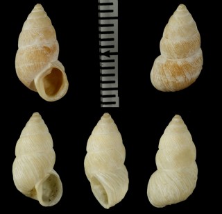 ガラパゴストウガタマイマイ （仮称） Naesiotus hemaerodes small