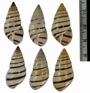 ナガクロオビミカンマイマイ （仮称） Drymaeus nigrofasciatus elongatulus small