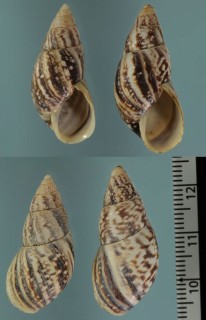 アコバンバミカンマイマイ （仮称） Drymaeus acobambensis small