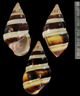 シラユキイトヒキマイマイ (仮称) Liguus fasciatus elegans small