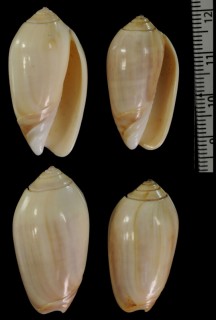 リビダペルーマクラ (仮称) Oliva peruviana livida small