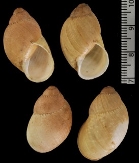 チリオオアカマイマイ Strophocheilus chilensis