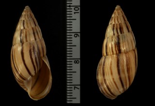 ヤナギシボリマイマイ (仮称) Neopetraeus decussatus myristicus