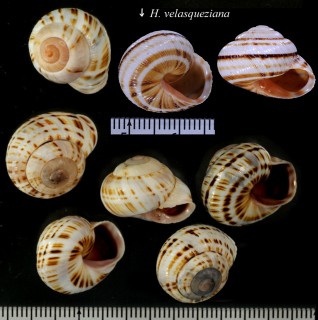 カスリコダママイマイ (仮称) Hemitrochus lucipeta small