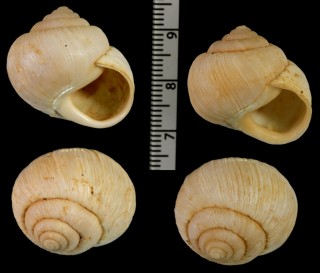 ボウディッチチーズマイマイ (仮称) Caseolus bowdichianus small