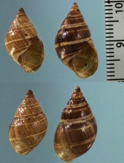 ワラスオカカクタニシ (仮称) Bostryx huarazensis small
