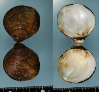 ヒロガマノセカワボタンの一型 Quadrula asperata small