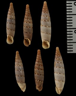 ホソチクビギセル (仮称) Papillifera bidens circinata small