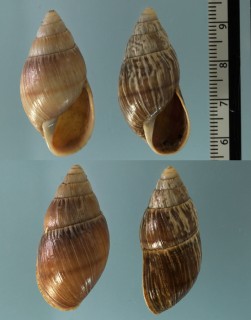 バンバマルカナガマイマイ (仮称) Thaumastus bambamarcaensis small