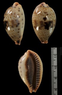 インドイチジクダカラ Erronea pulchella pericalles small