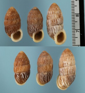 コバルビアオオタワラ (仮称) Cerion cobarrubia small