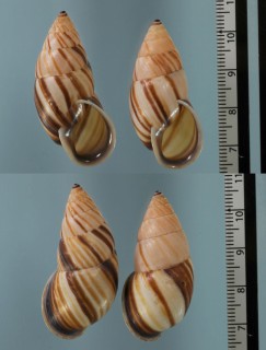 タキジマトウガタマイマイ (仮称) Neopetraeus arboriferus paucistrigatus small