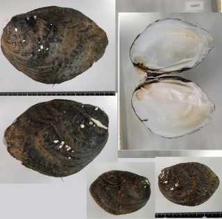 ウネクボミヌマガイ (仮称) Lamprotula caveata contritus small