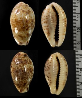 コウカイハナガスミダカラ Palmadusta lentiginosa dancalica small