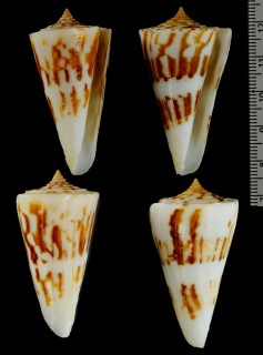 テナライアコメ Conus poormani small